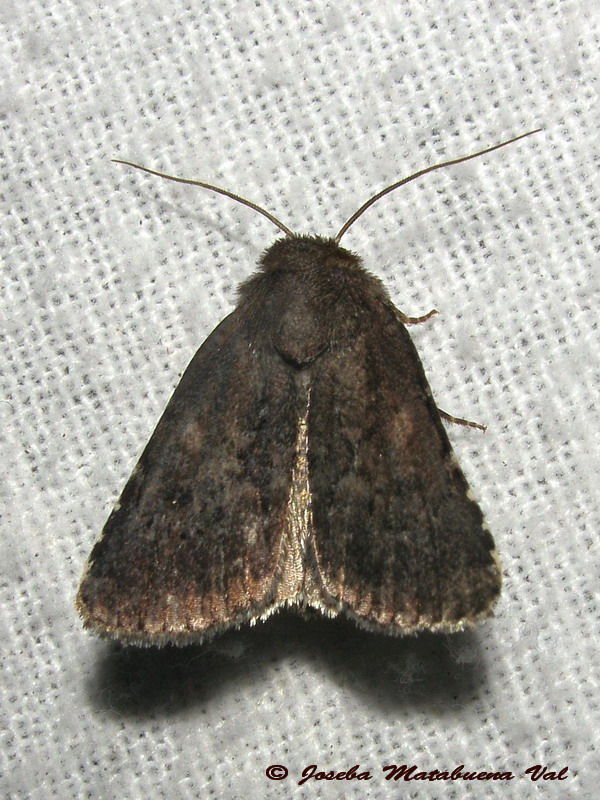 Noctuidae 2 - Lycophotia erythrina